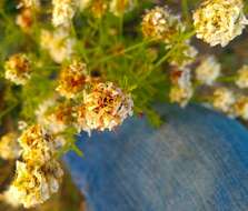 Image de Dalea multiflora (Nutt.) Shinners