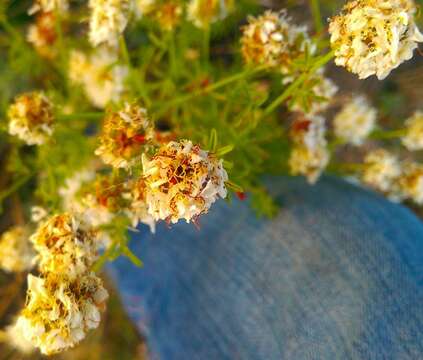 Image of roundhead prairie clover