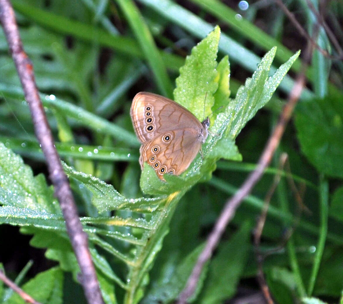 Image of Eyed Brown