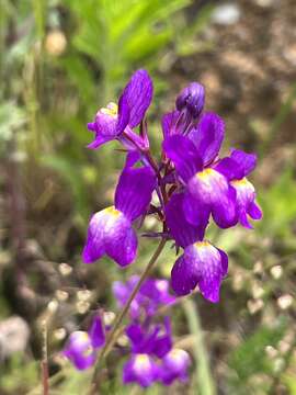 Imagem de Linaria ricardoi Coutinho