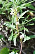 Image of sickletop lousewort