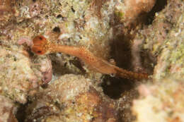 Image de Leander plumosus Bruce 1994