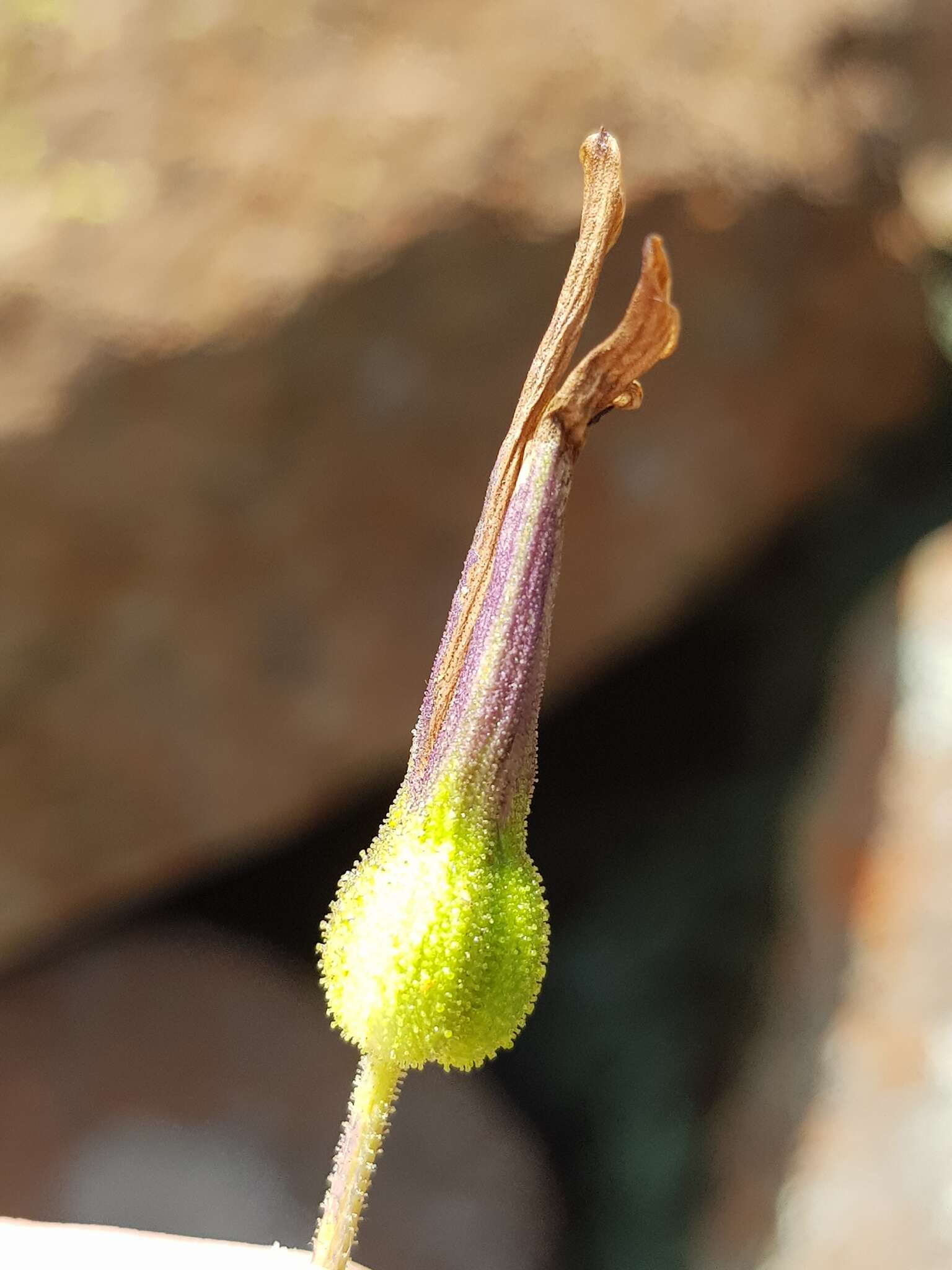 Image of Xerophyta schlechteri (Baker) N. L. Menezes