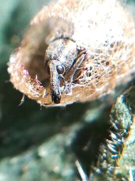 Image of Dock Hyper Weevil