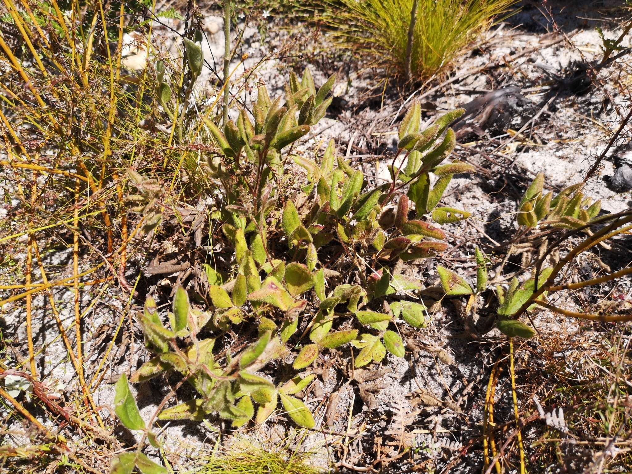 Image of Knowltonia capensis (L.) Huth