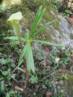 Imagem de Arisaema erubescens (Wall.) Schott