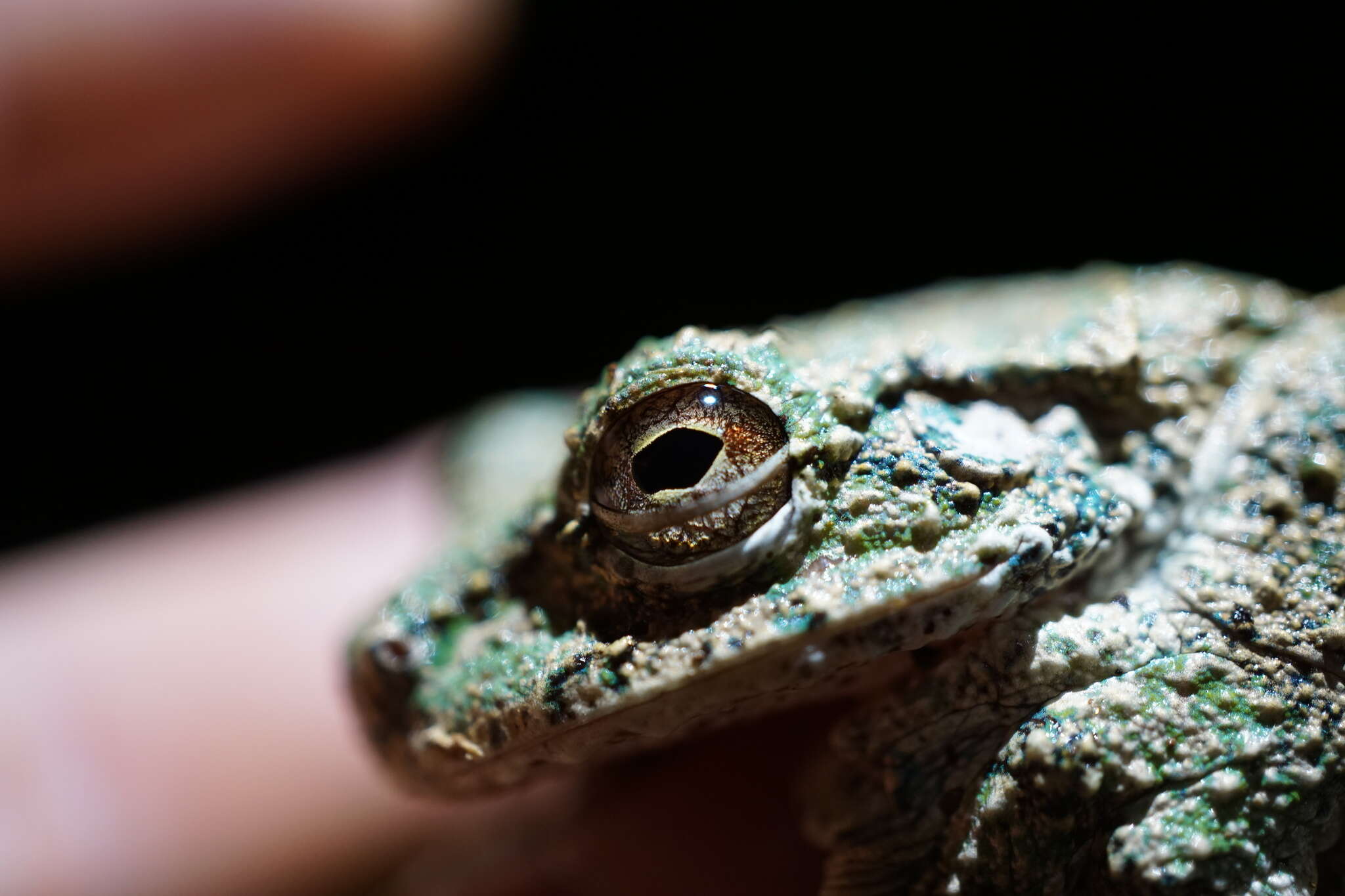 Image of Cope's Brown Treefrog
