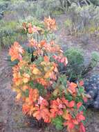 Imagem de Aesculus parryi A. Gray