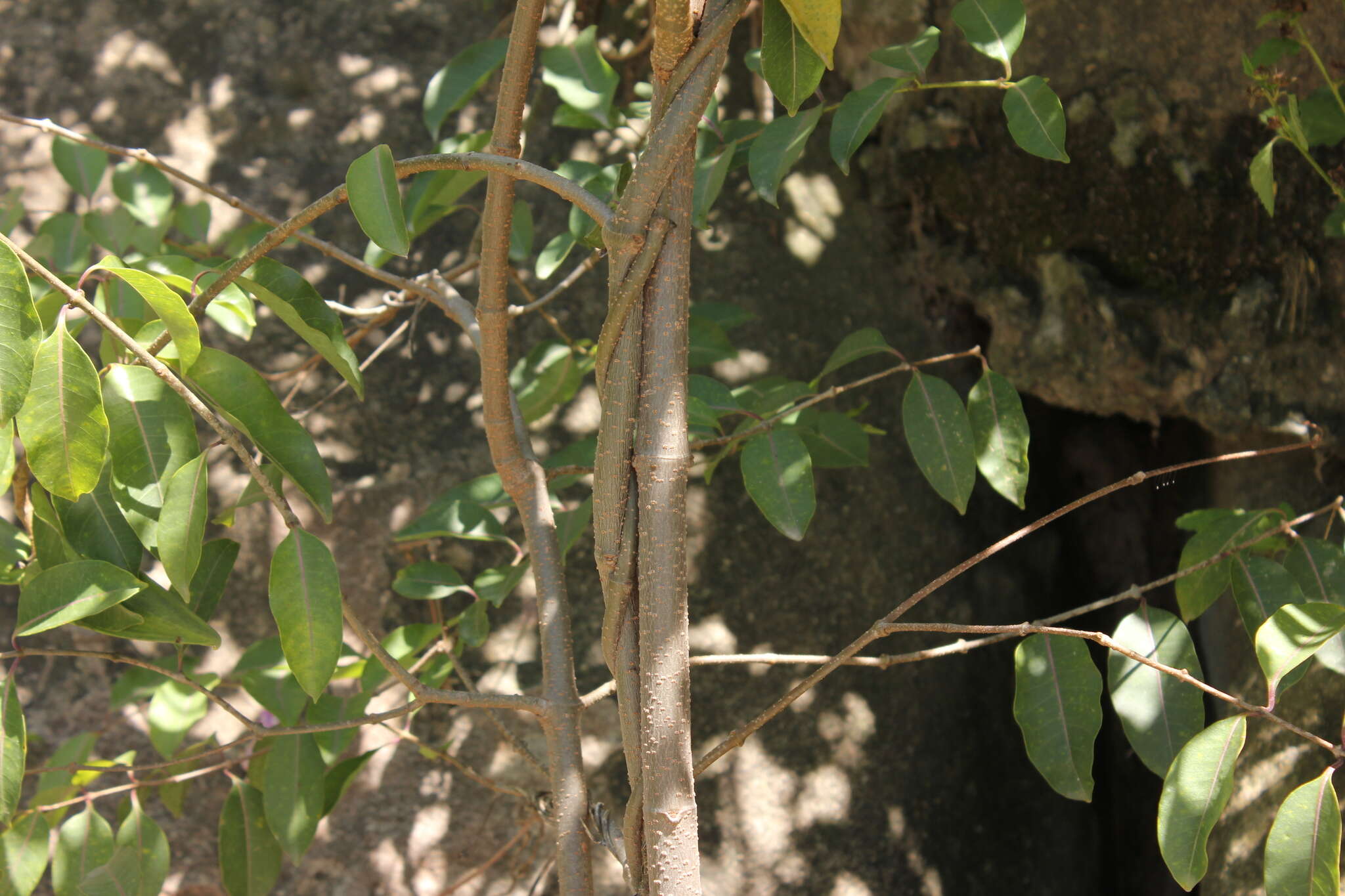 Image of rubbervine