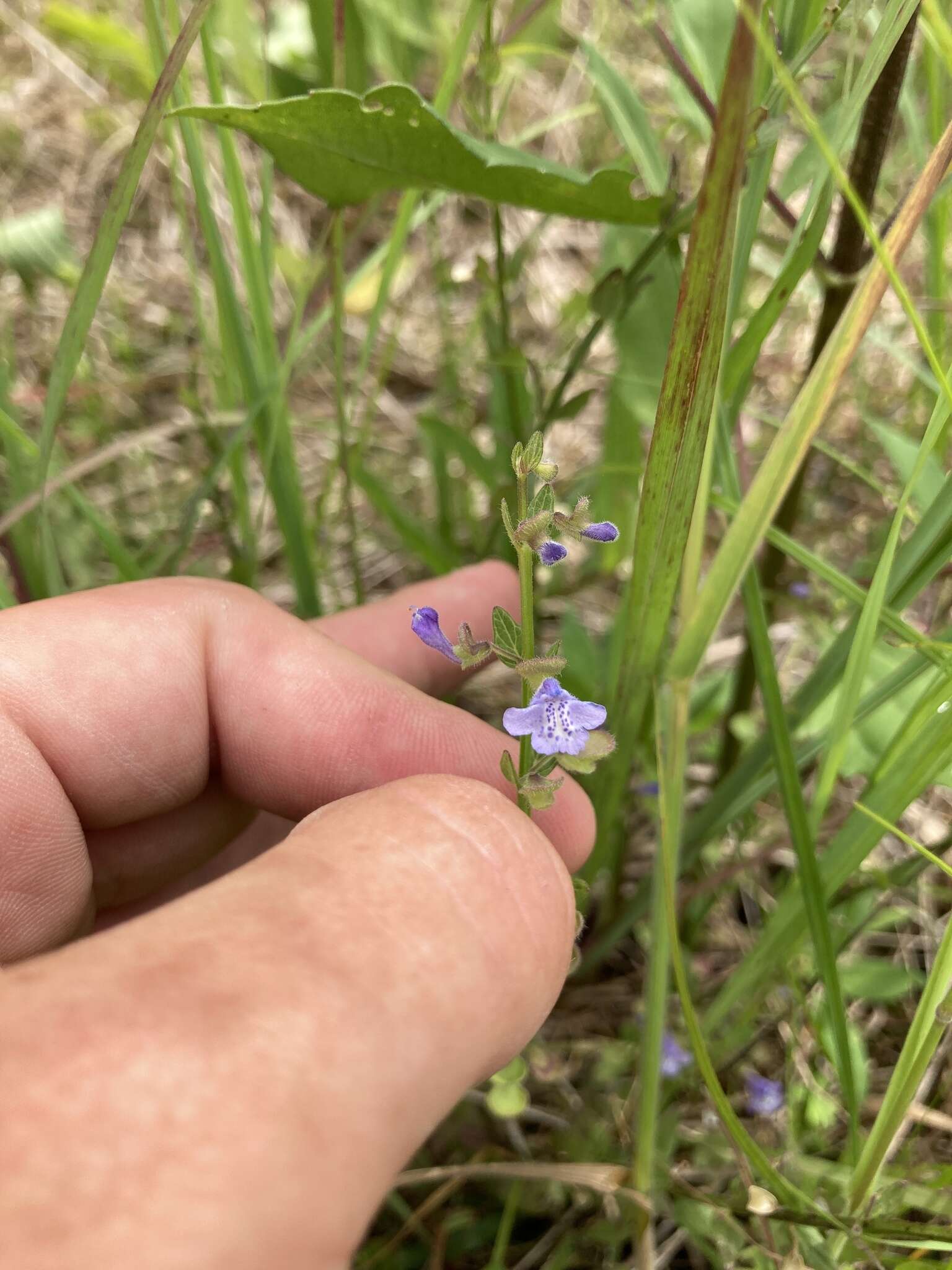 Image of small skullcap