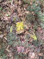 Image of longspur columbine