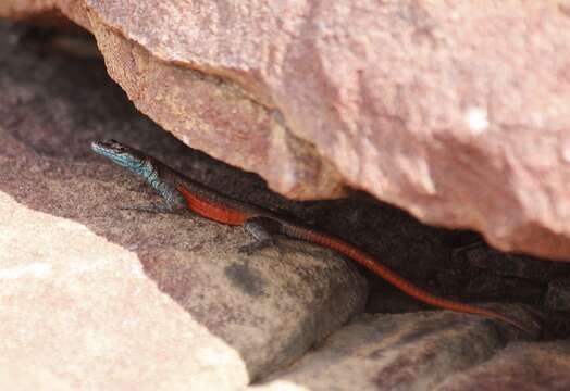 Image of Waterberg Flat Lizard