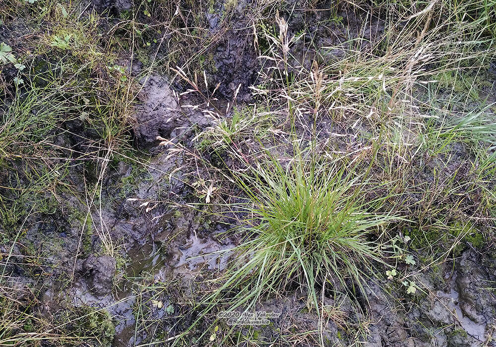 Image of Deschampsia cespitosa subsp. glauca (Hartm.) Tzvelev