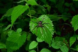 صورة Dolomedes nigrimaculatus Song & Chen 1991