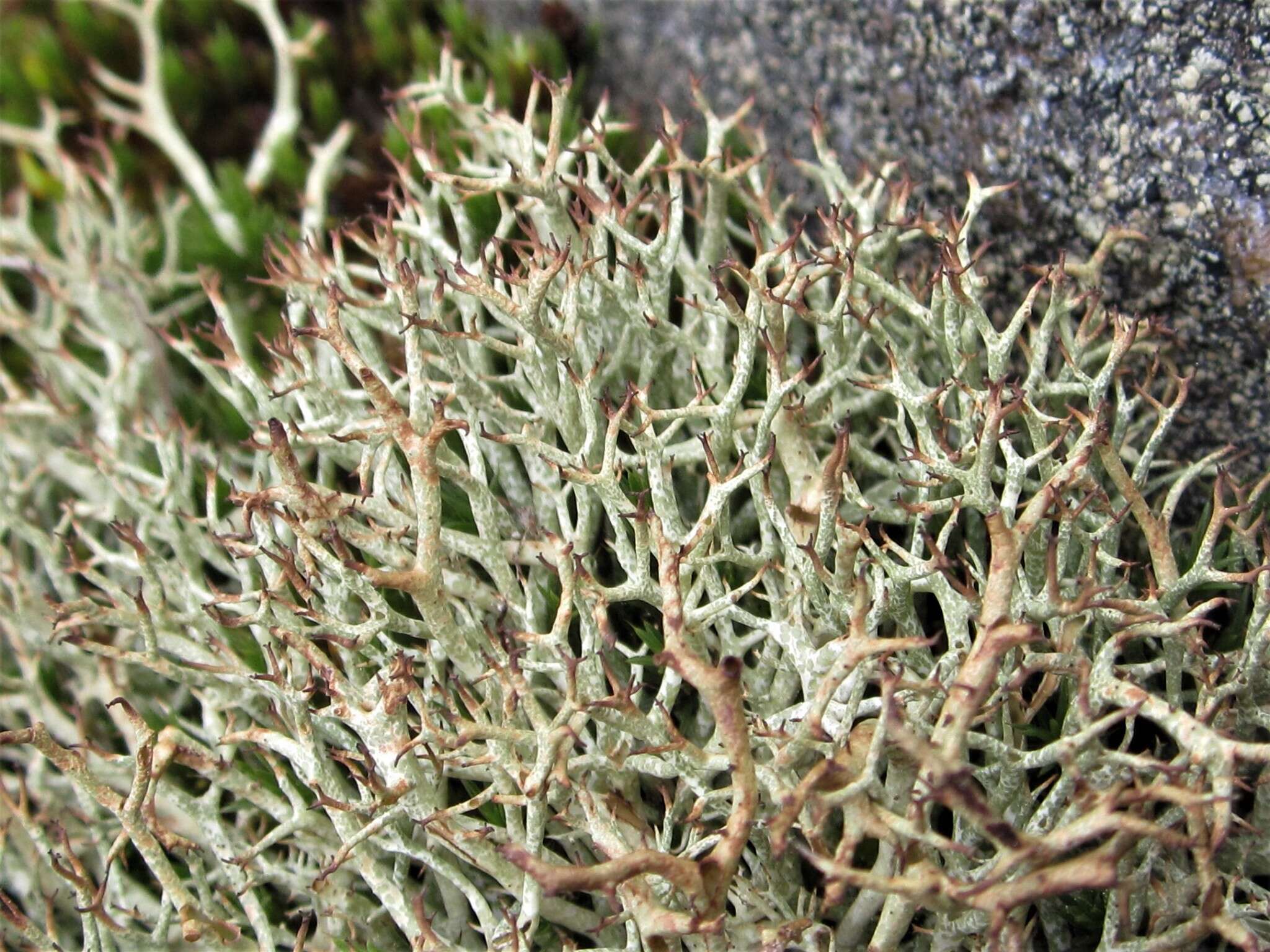 Image of cup lichen