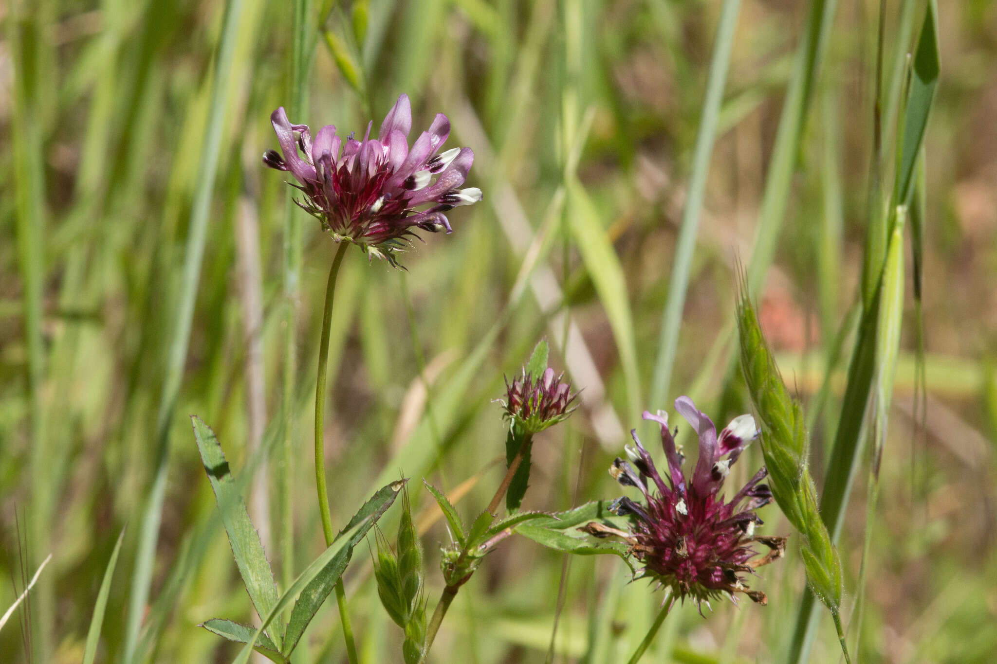 Image of tomcat clover