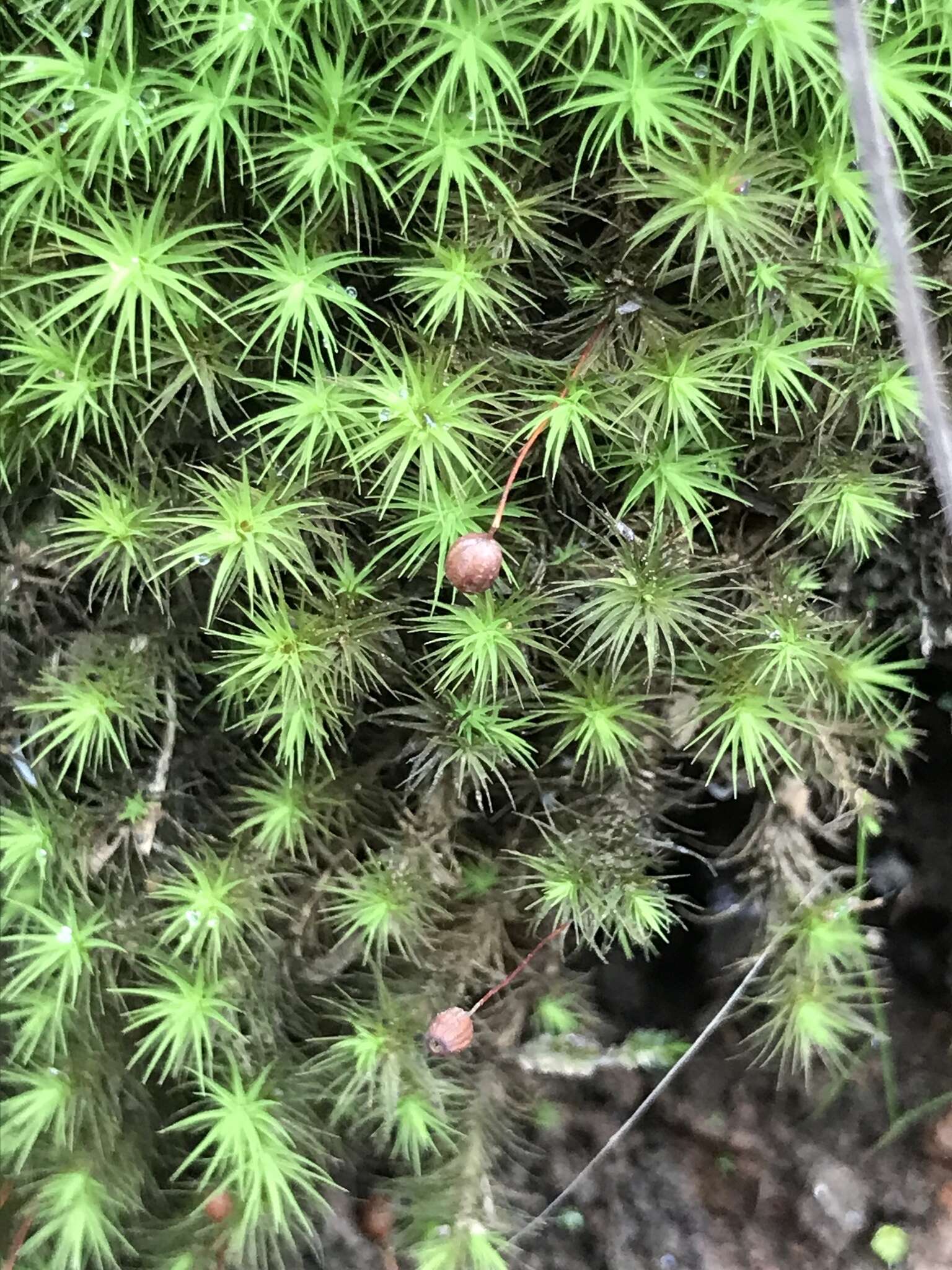 Image of Haller's bartramia moss