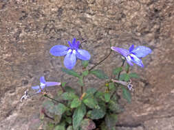 Image of edging lobelia