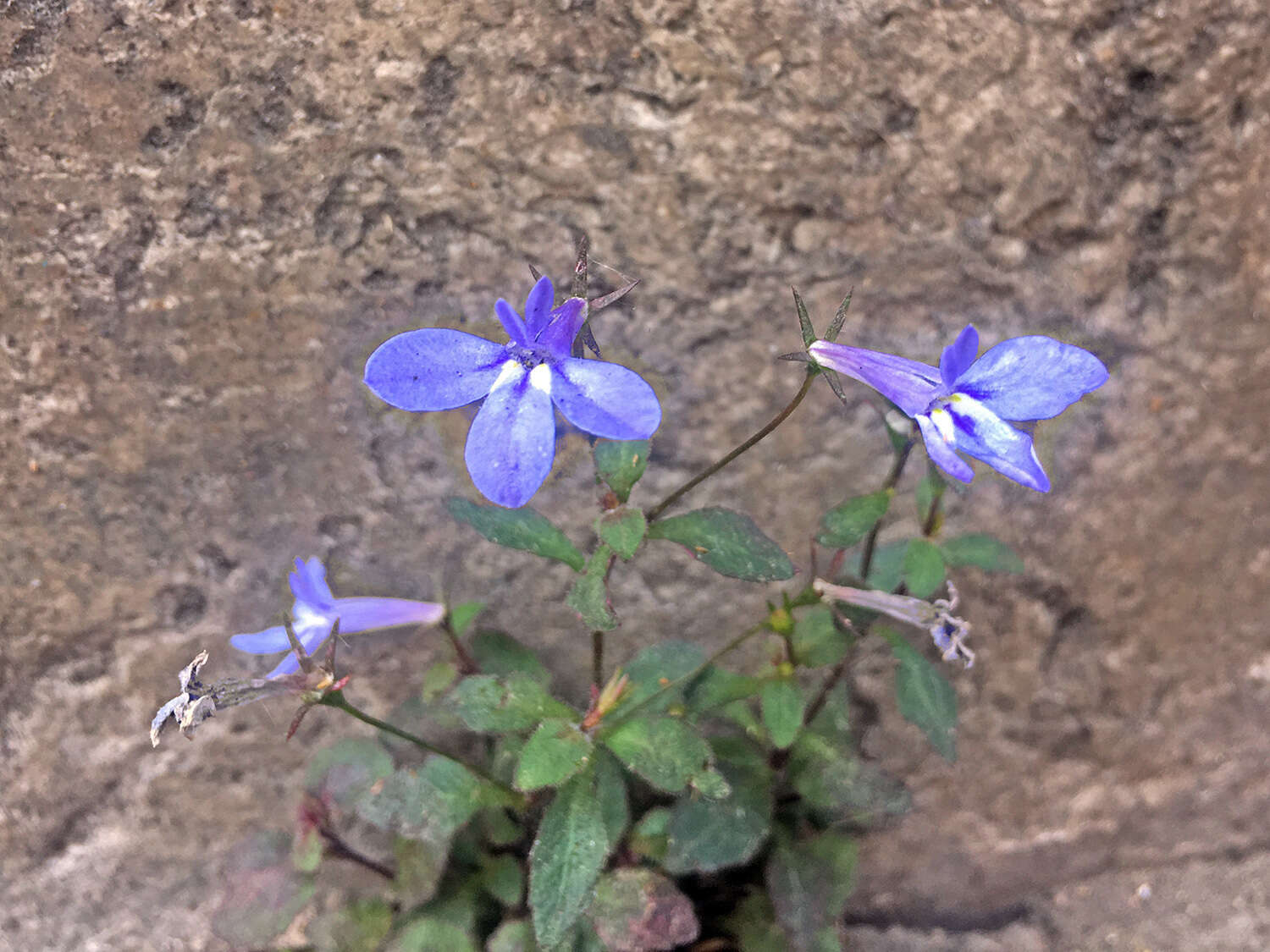 Image of edging lobelia