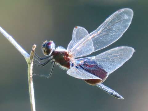 Image of Phantom Flutterer