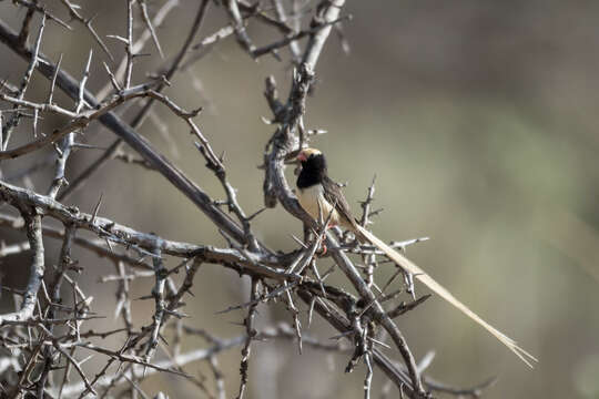 Image of Straw-tailed Whydah