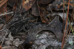 Image of Oak Toad