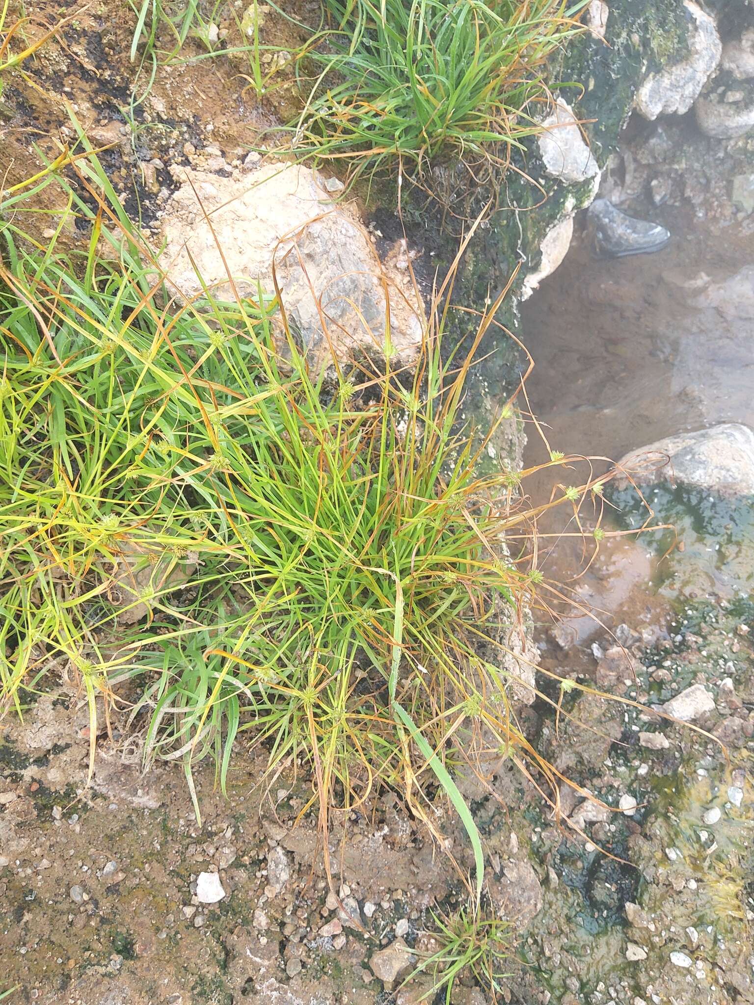 Image of Cyperus kamtschaticus (Meinsh.) Yonek.