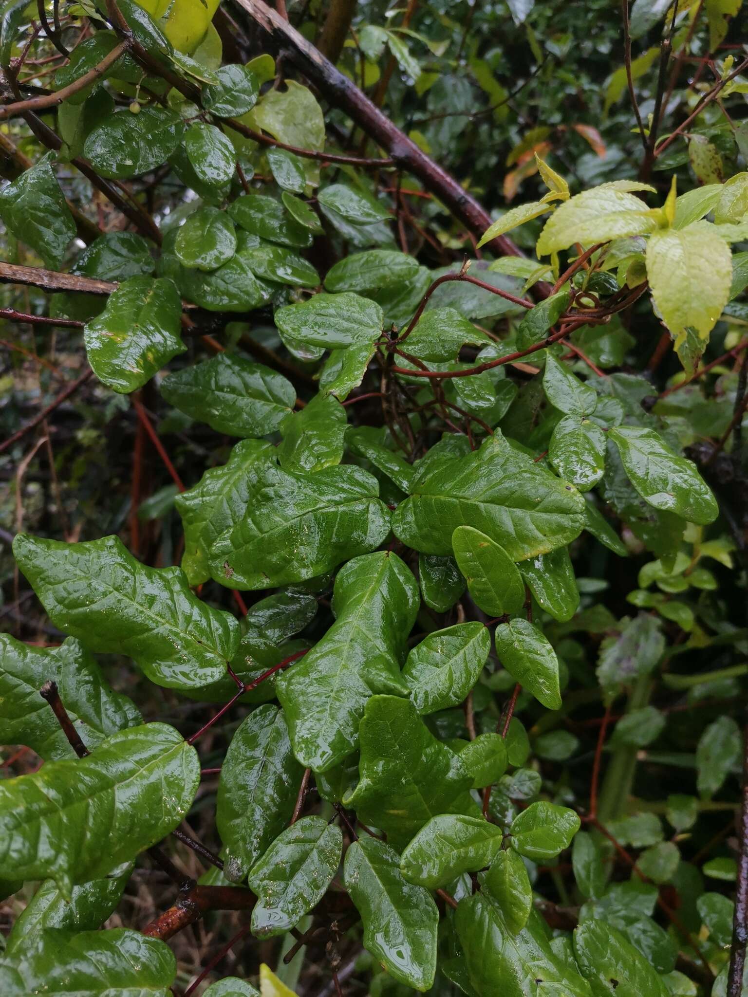 Image of Boquila trifoliolata (DC.) Decne.