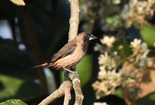 Image of Black-throated Munia