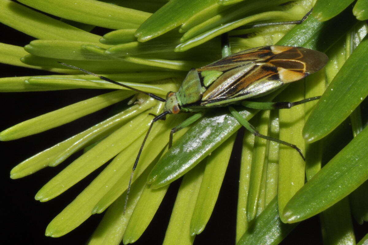 Image of Actinonotus pulcher (Herrich-Schaeffer 1835)