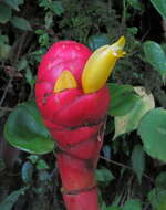 Imagem de Costus plowmanii Maas