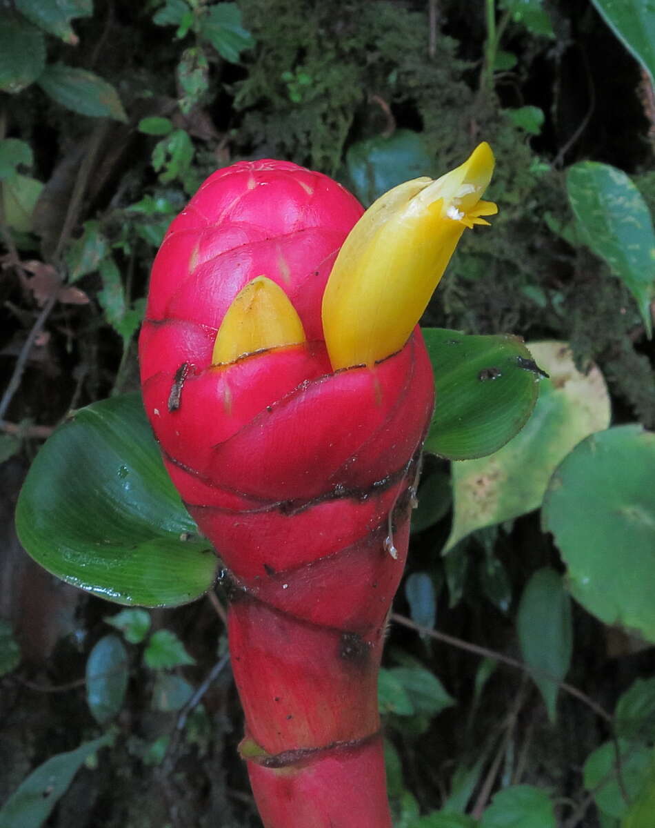 Imagem de Costus plowmanii Maas