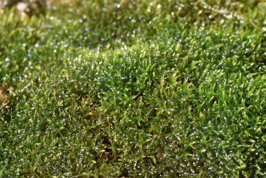 Image of eucladium moss