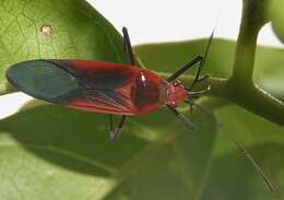 Leptocoris rufomarginatus (Fabricius 1794) resmi