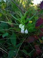 Image of Melampyrum saxosum Baumg.