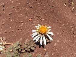 Image of Chaetanthera lanata (Phil.) I. M. Johnston