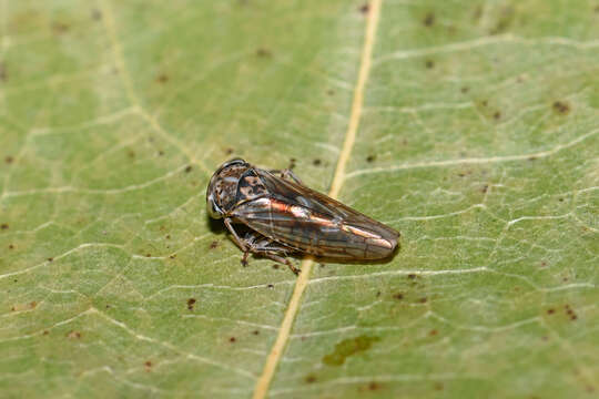 Image of Leafhopper