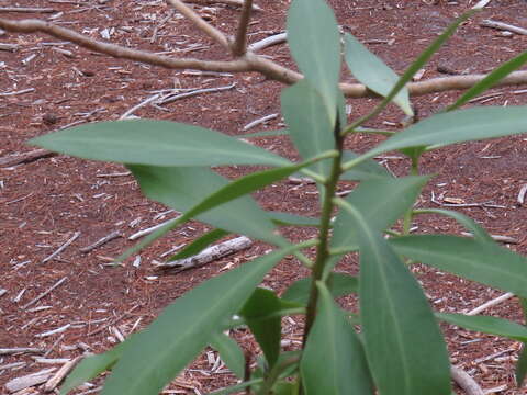 Image of Myoporum tenuifolium G. Forster