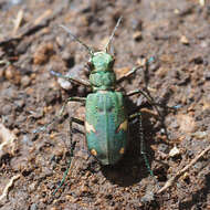 Image of Cicindela (Cicindela) japana Motschulsky 1858