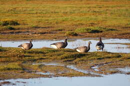 صورة Branta bernicla bernicla (Linnaeus 1758)