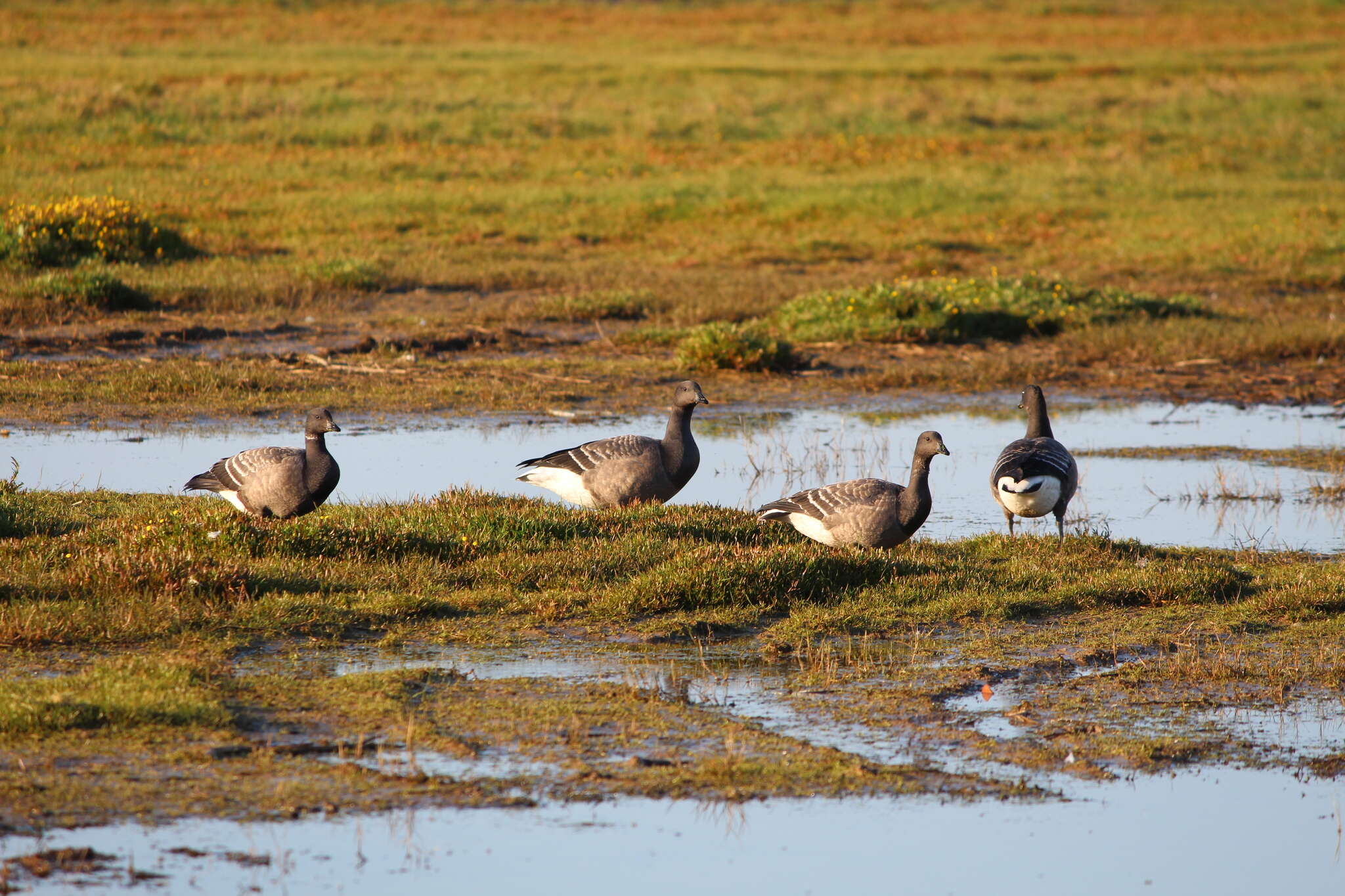 صورة Branta bernicla bernicla (Linnaeus 1758)