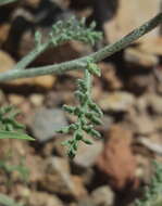 Sivun <i>Chaenactis <i>douglasii</i></i> var. douglasii kuva