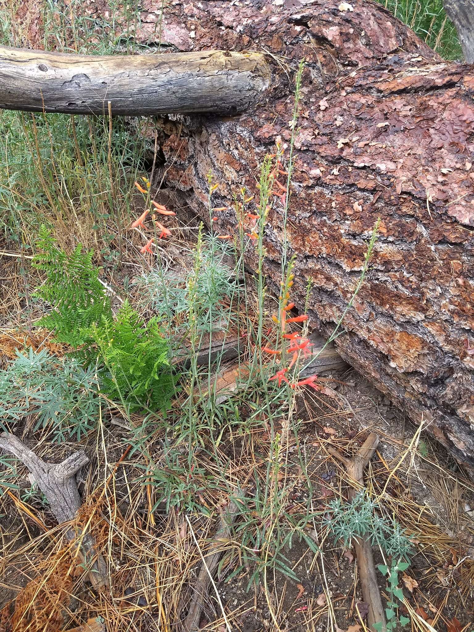 Sivun Penstemon labrosus (A. Gray) Mast. ex Hook. fil. kuva