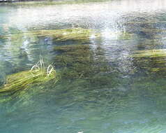 Image of Texas Wild Rice