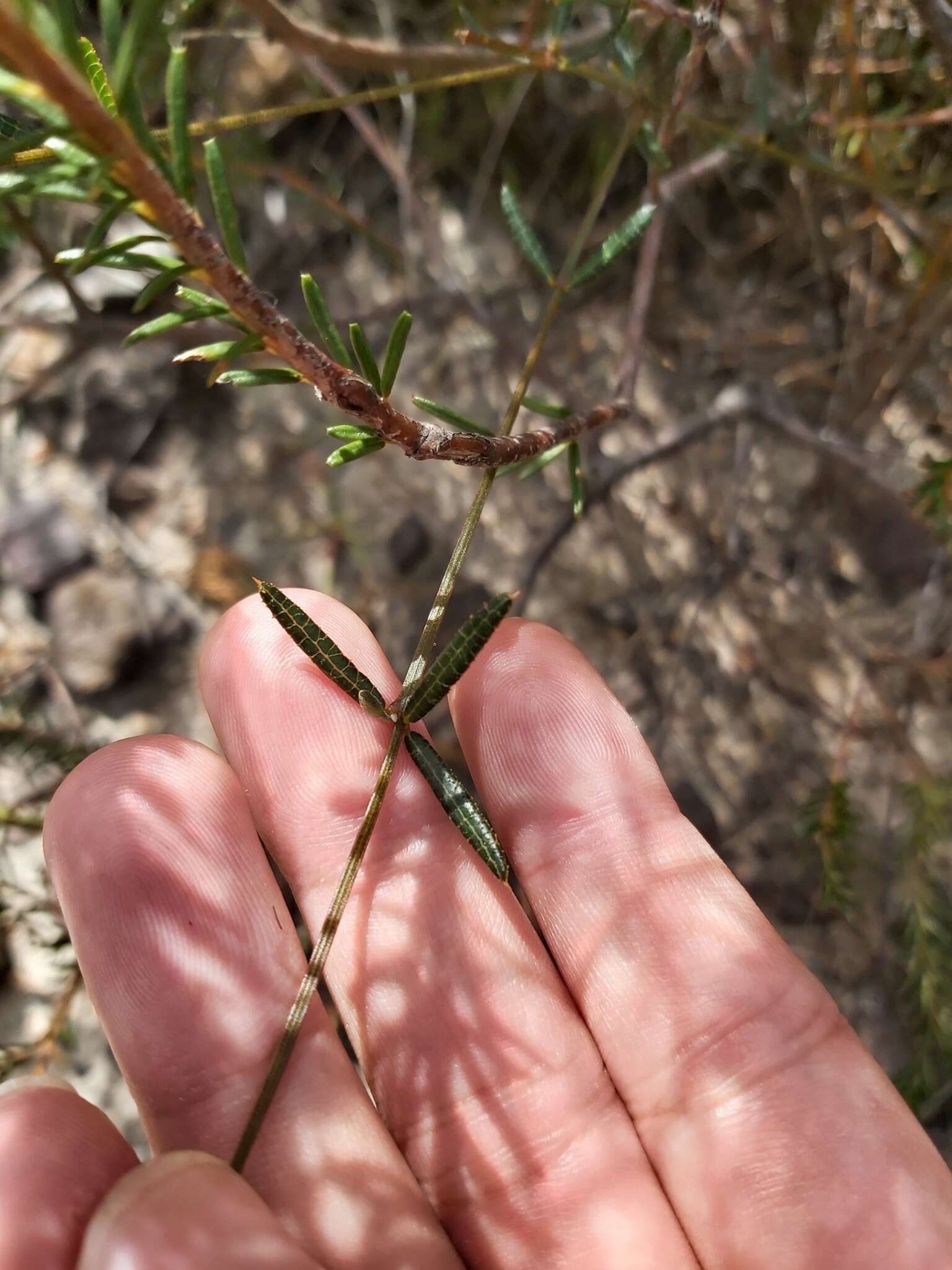 Image of Heath Mirbelia