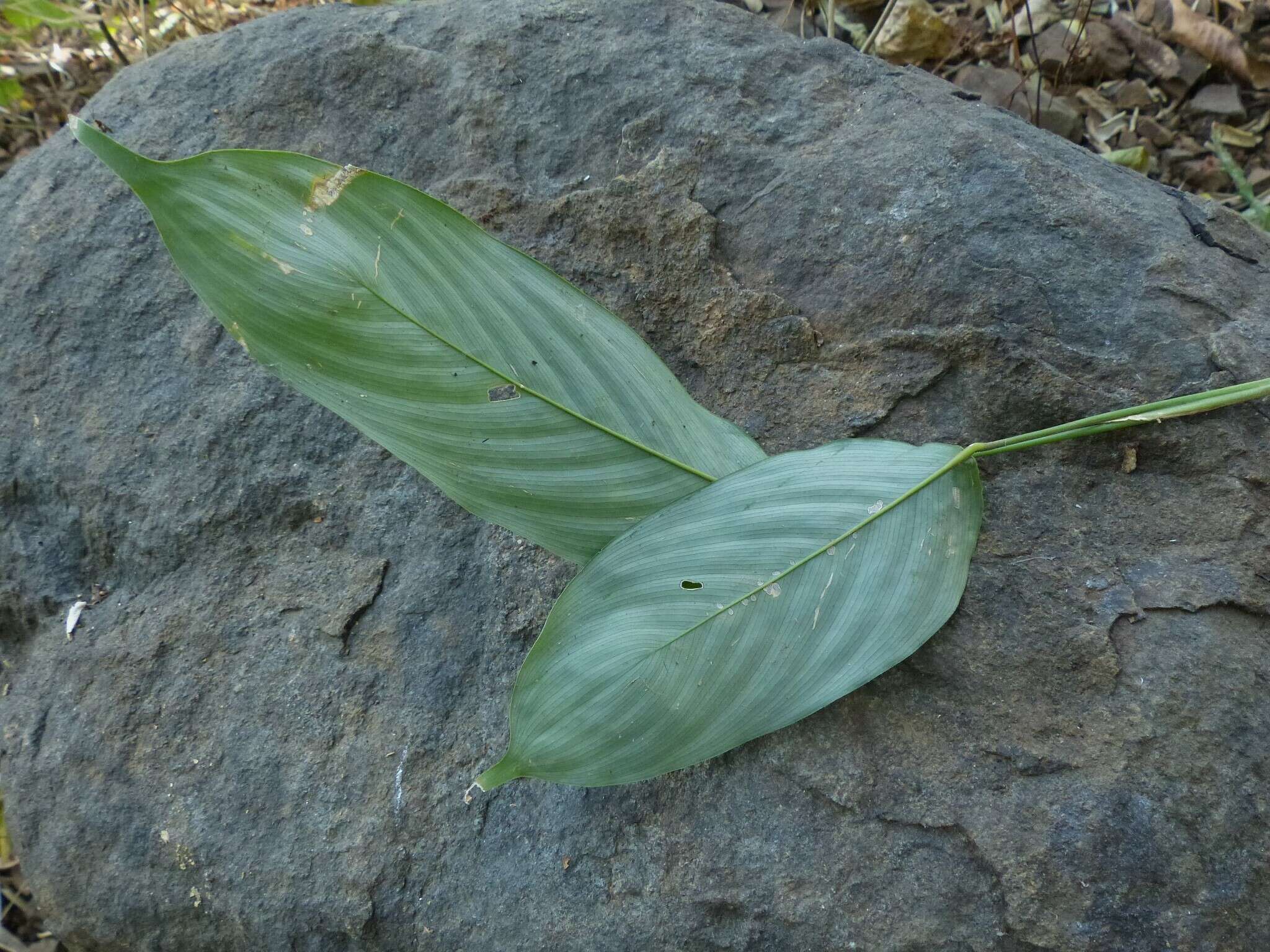 Image of Stachyphrynium spicatum (Roxb.) K. Schum.