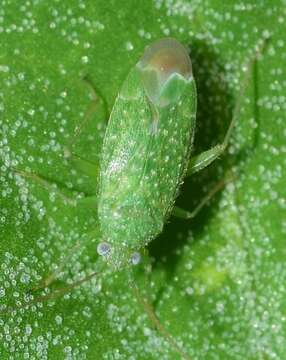 Image of Orthotylus flavosparsus (C. Sahlberg 1841)