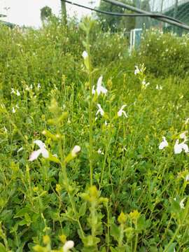 Salvia microphylla var. microphylla resmi