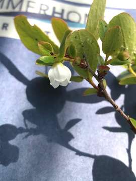 Image of dwarf huckleberry