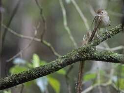 Image of Large-billed Scrubwren